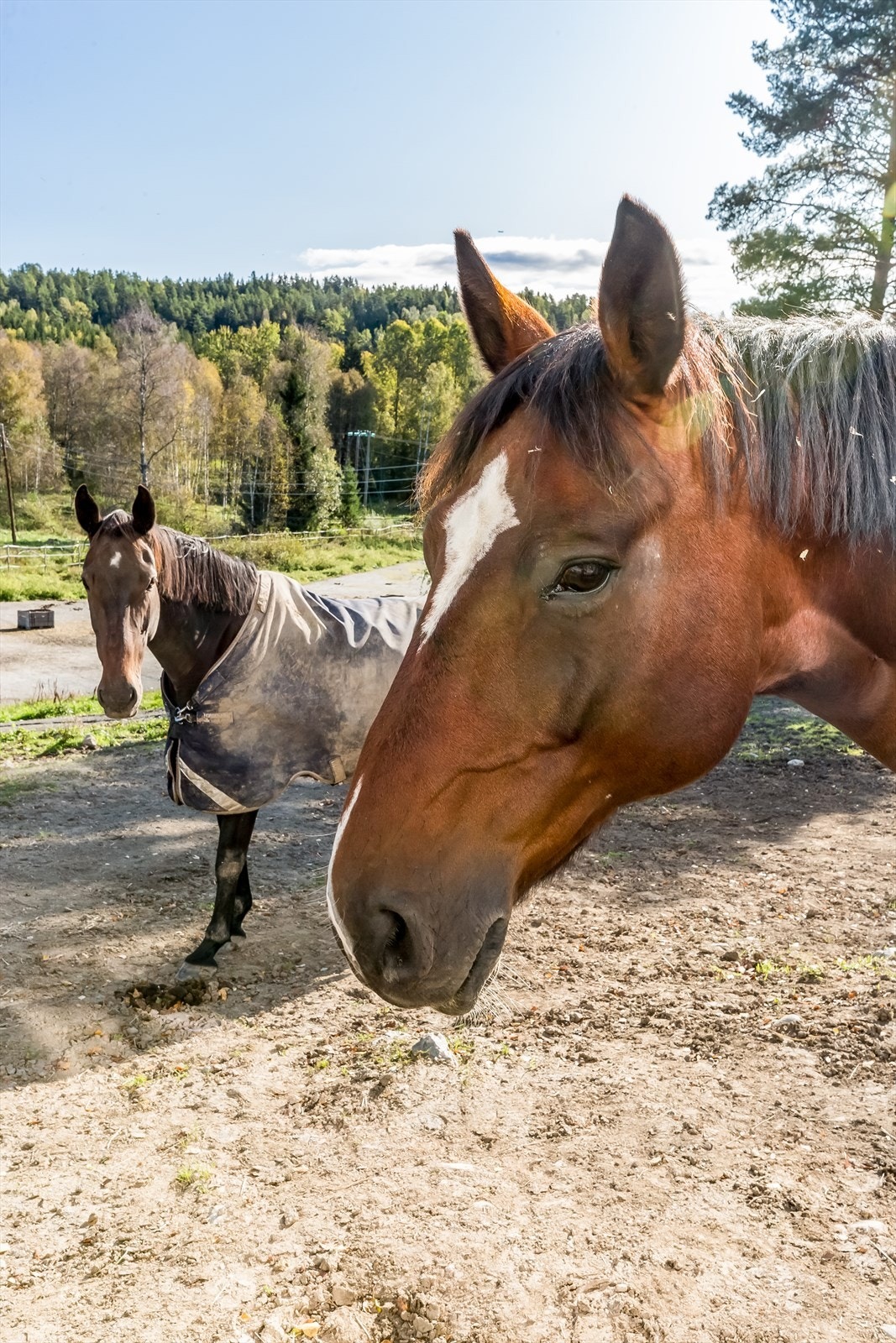 Perfekt for hestehold Galleribilde