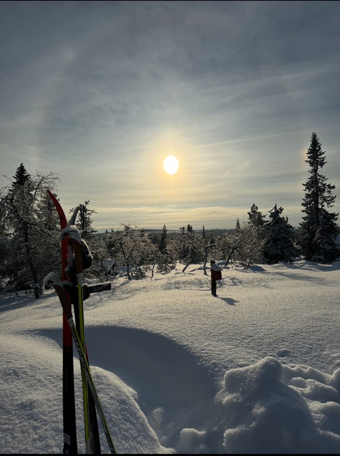 Selgers private bilder Galleribilde