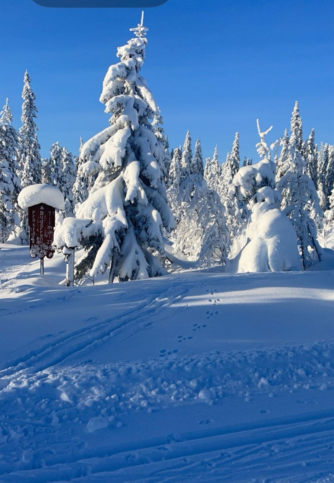 Selgers private bilder Galleribilde