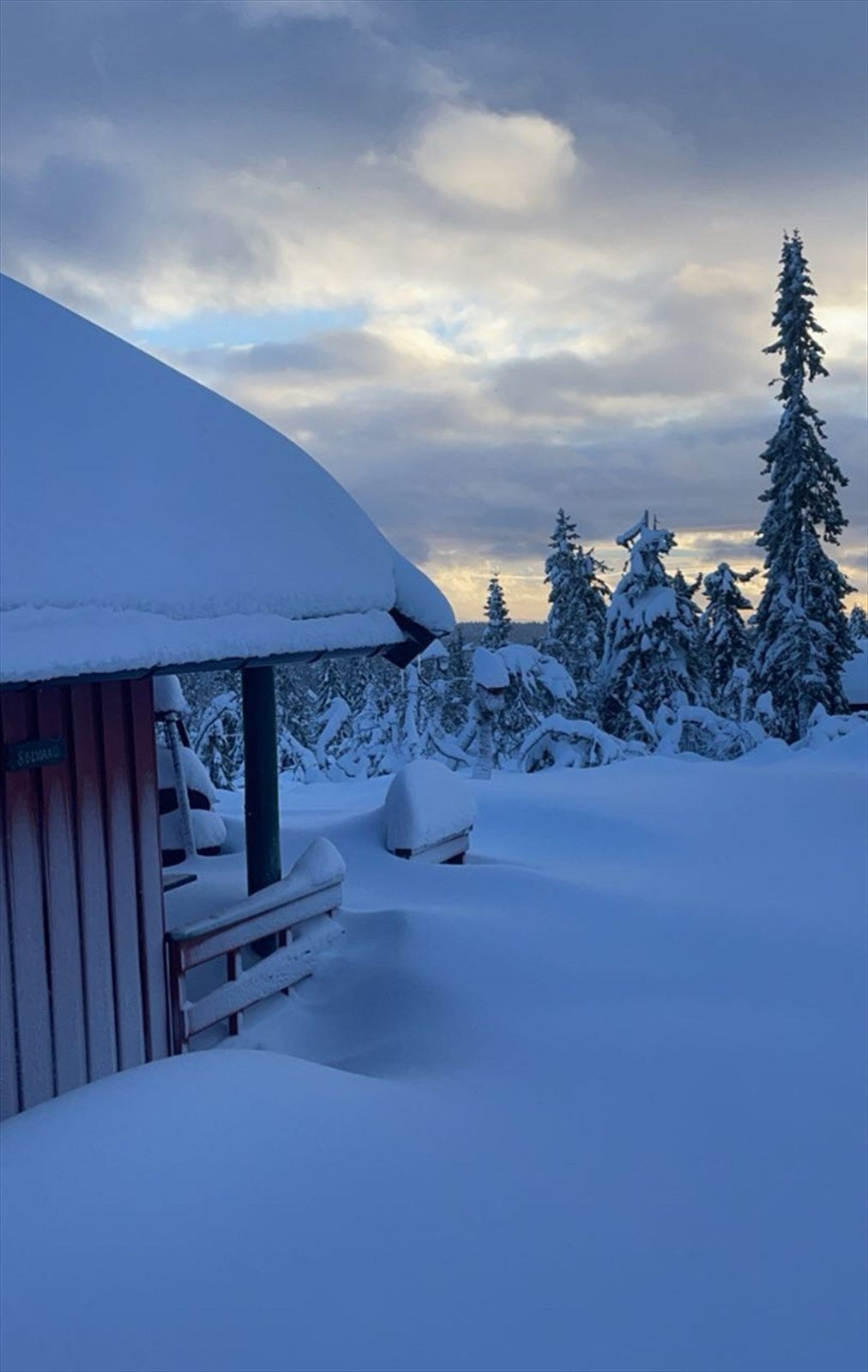 Selgers private bilder Galleribilde