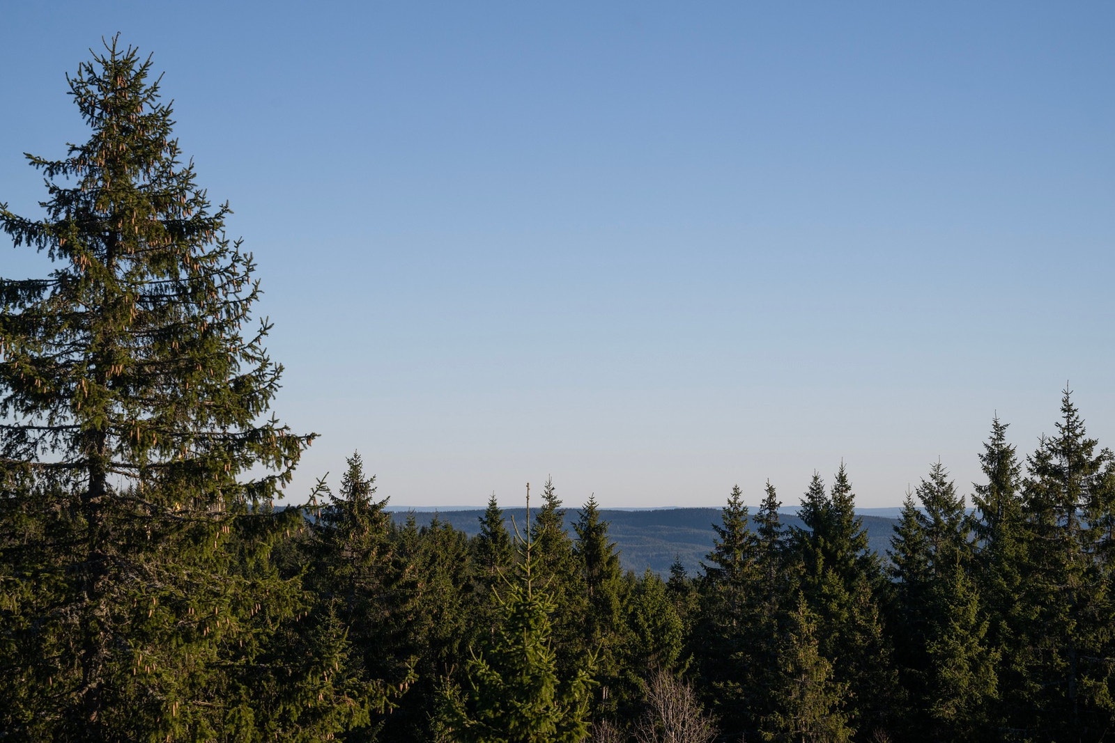 Boligene er omkranset av skogen og marka - her bor du med naturen som nærmeste nabo og turmulighetene rett utenfor døren. Galleribilde