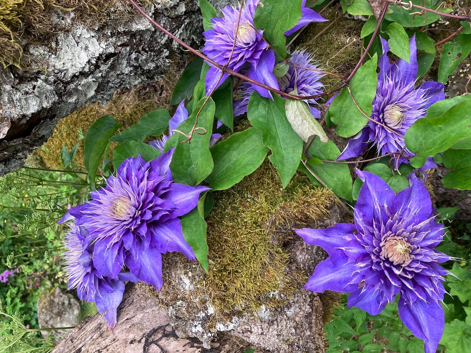 Beplantning og blomster i mengder på eiendommen Galleribilde