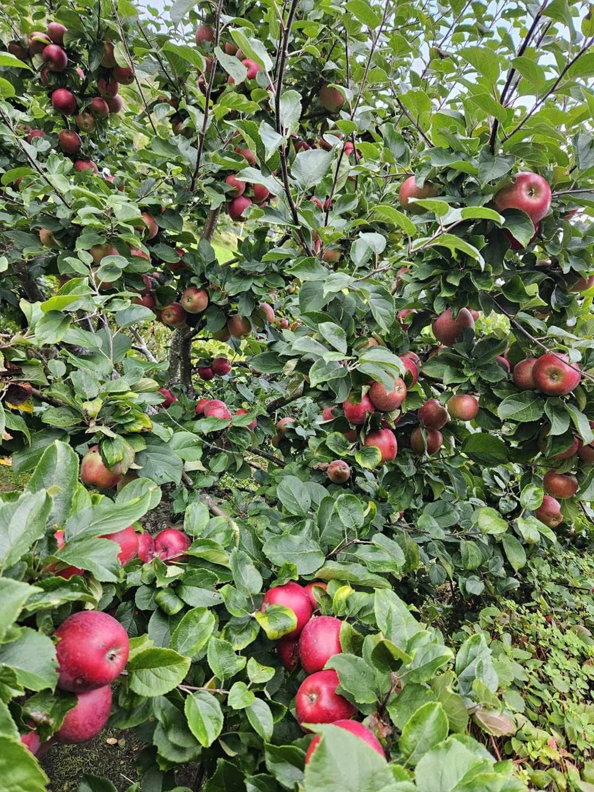 ... og epletre Galleribilde