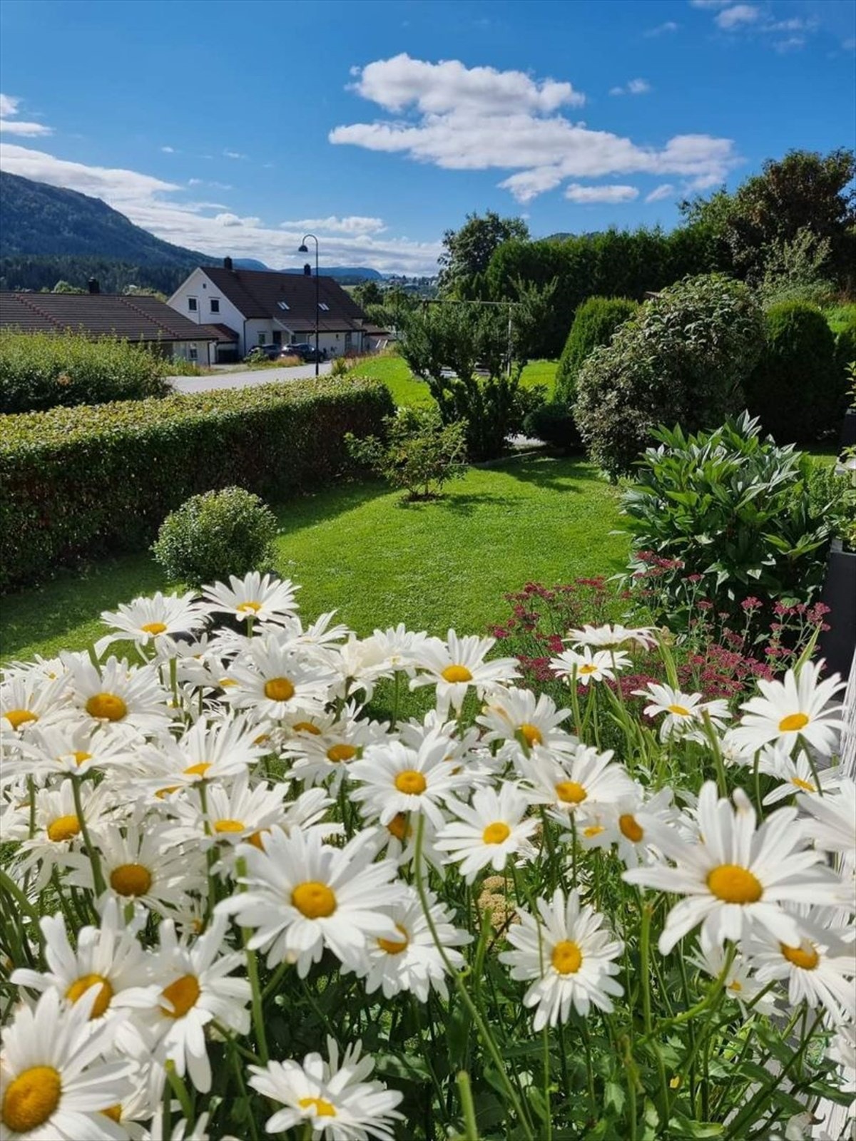 En fin sommerdag - bilde tatt av selger Galleribilde