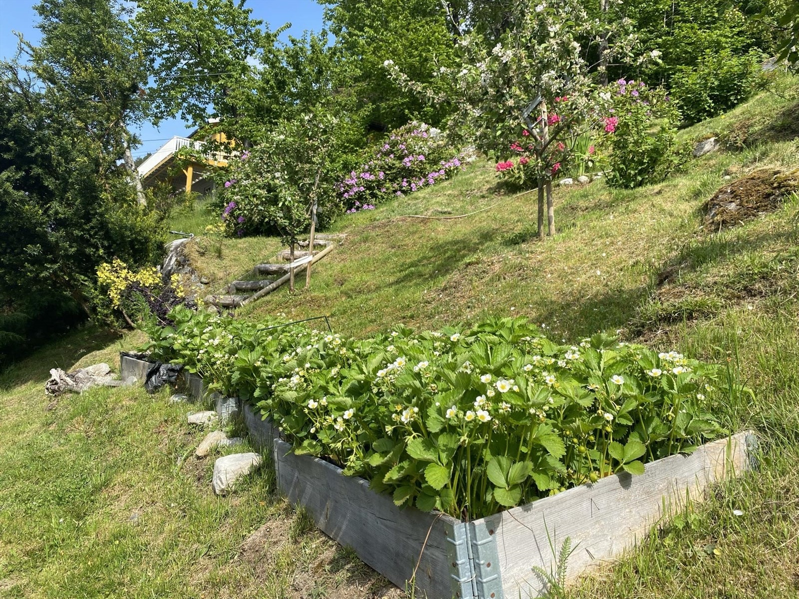 Bak huset er det frukthage med eple- og pære- og plommetrær, jordbær og bringebær. - Bilde tatt av selger. Galleribilde