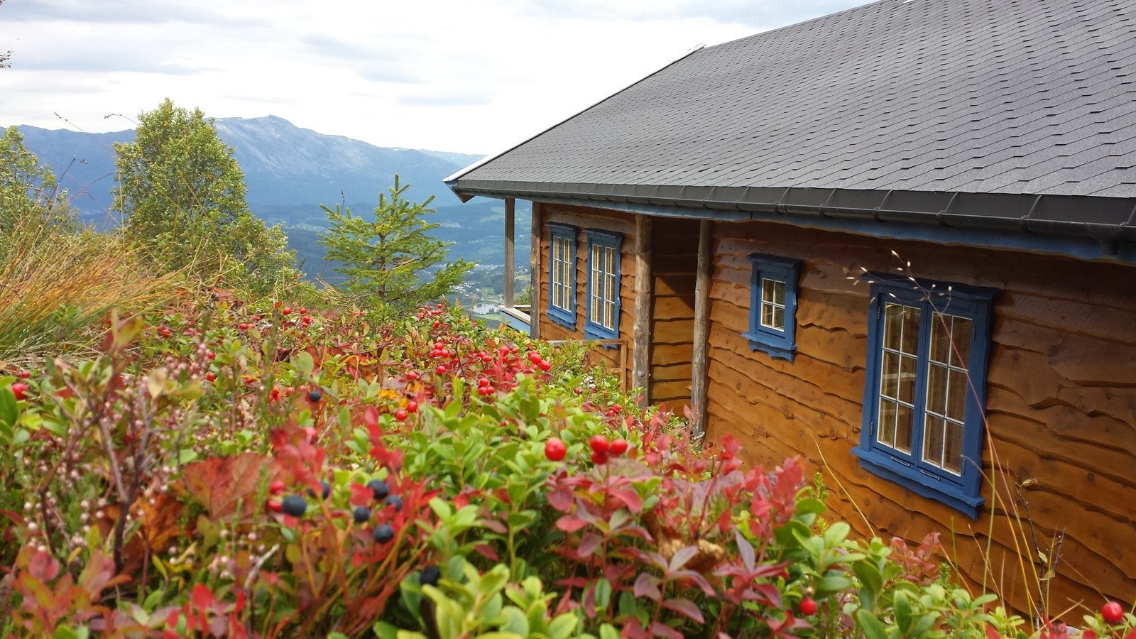Fint naturtomt med lyng og bær Galleribilde