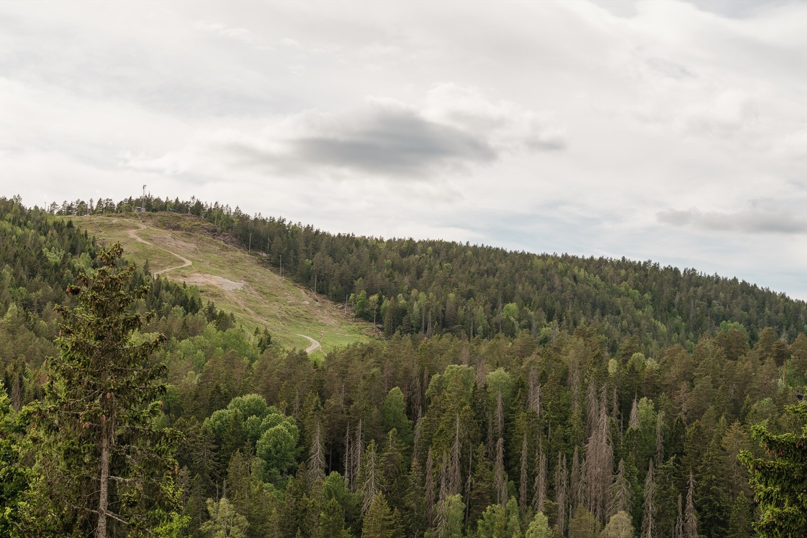 Utsikt mot Vardåsen. Galleribilde