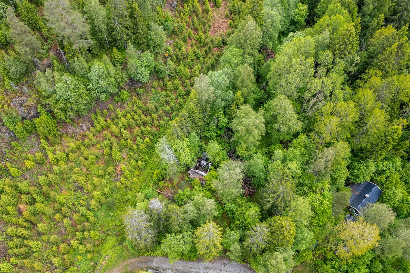Grønt og frodig område ideelt for naturentusiaster. Galleribilde