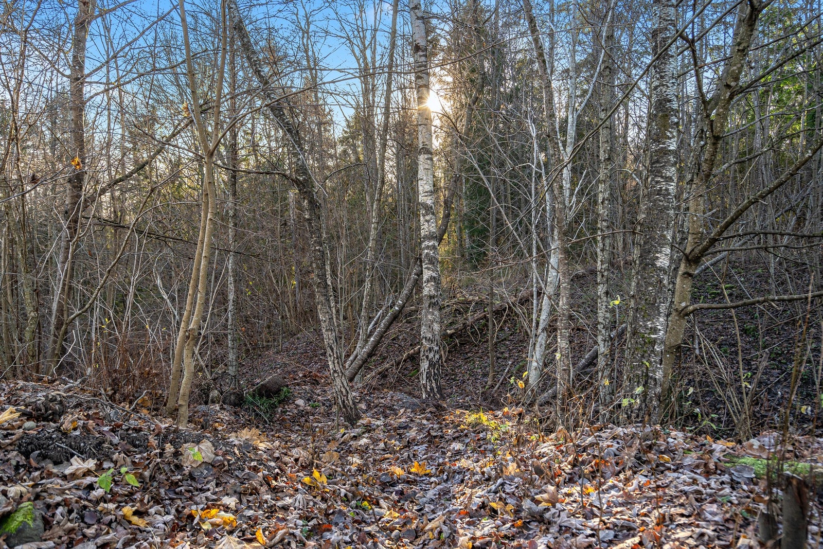 Eiendommen grenser til Byskogen Galleribilde