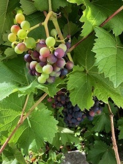 selgers bilde Galleribilde