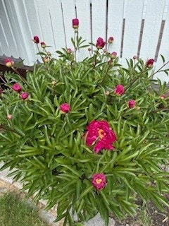 selgers bilde Galleribilde