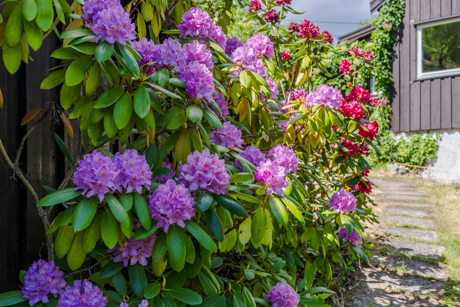 Hagen har følgende bær og frukttrær: Plomme, kirsebær, morell, røde stikkelsbær, solbær, markjorbær, villbringebær. Galleribilde
