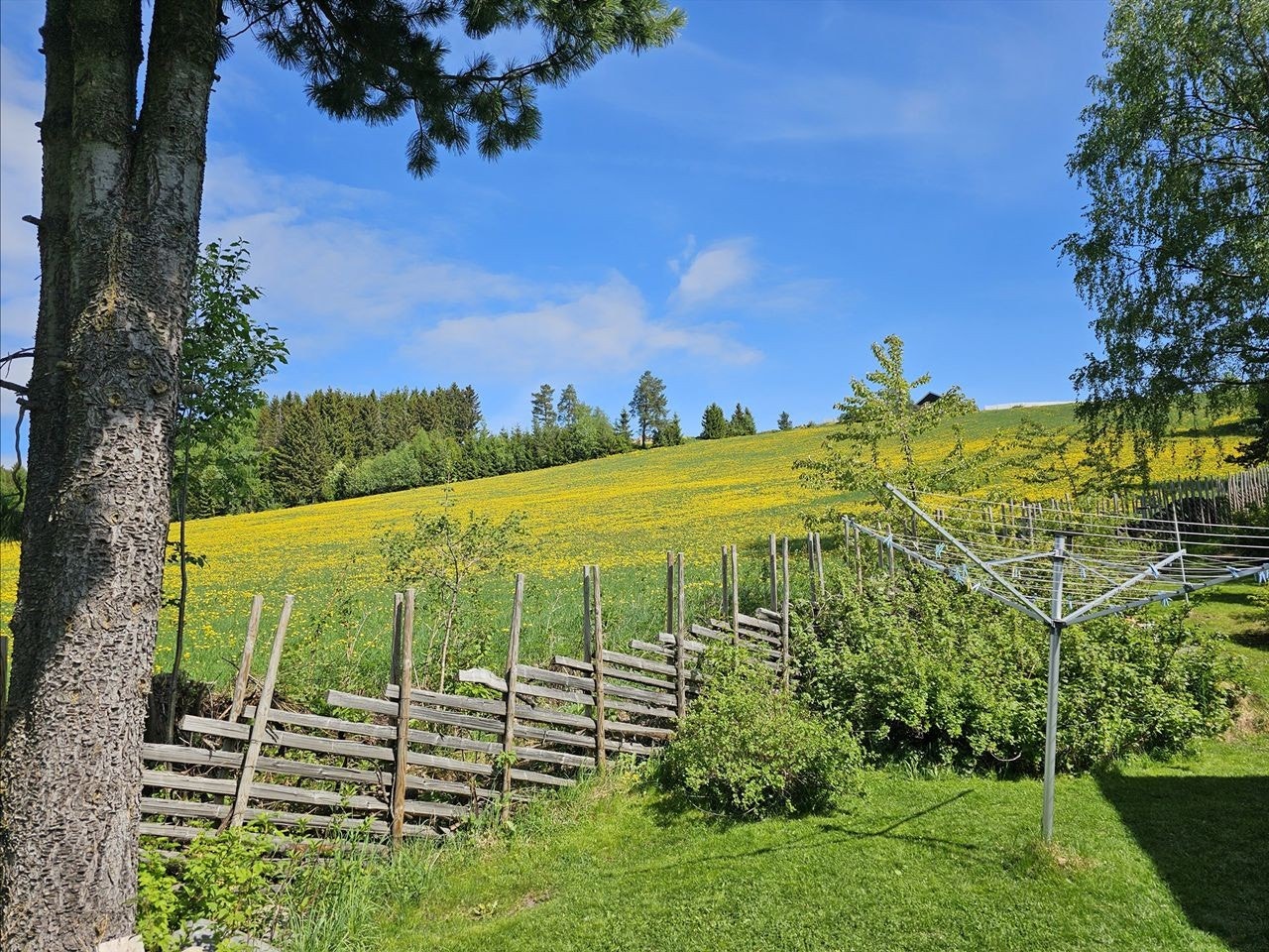 Flott nærliggende jordområde i vårblomstring. Galleribilde