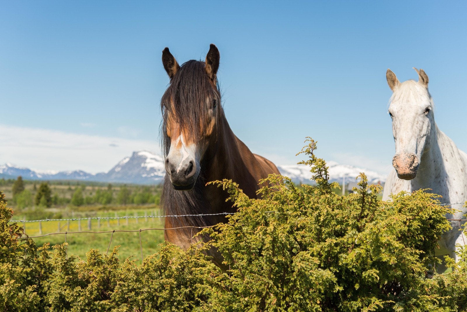 Nord-Europas største aktive stølslag ligger i området Tisleidalen - Vaset, og en tur langs Tisleivegen/Panoramavegen kan gi mange vakre naturopplevelser, spennende møter med dyr, og mulighet til å oppleve aktiv stølsdrift. Galleribilde