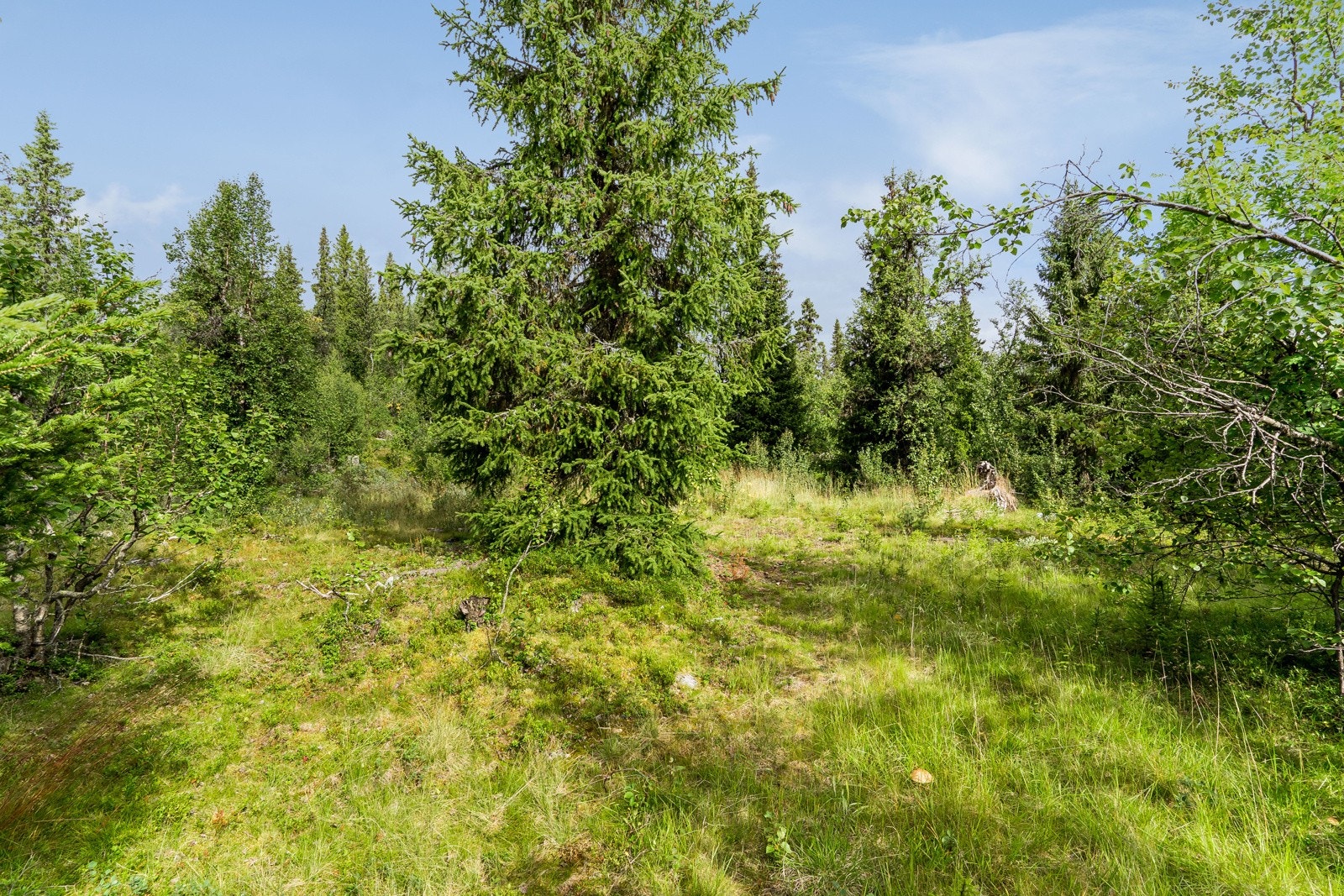 Til tomtene er det tinglyst bruksrett på adkomsvei. Galleribilde