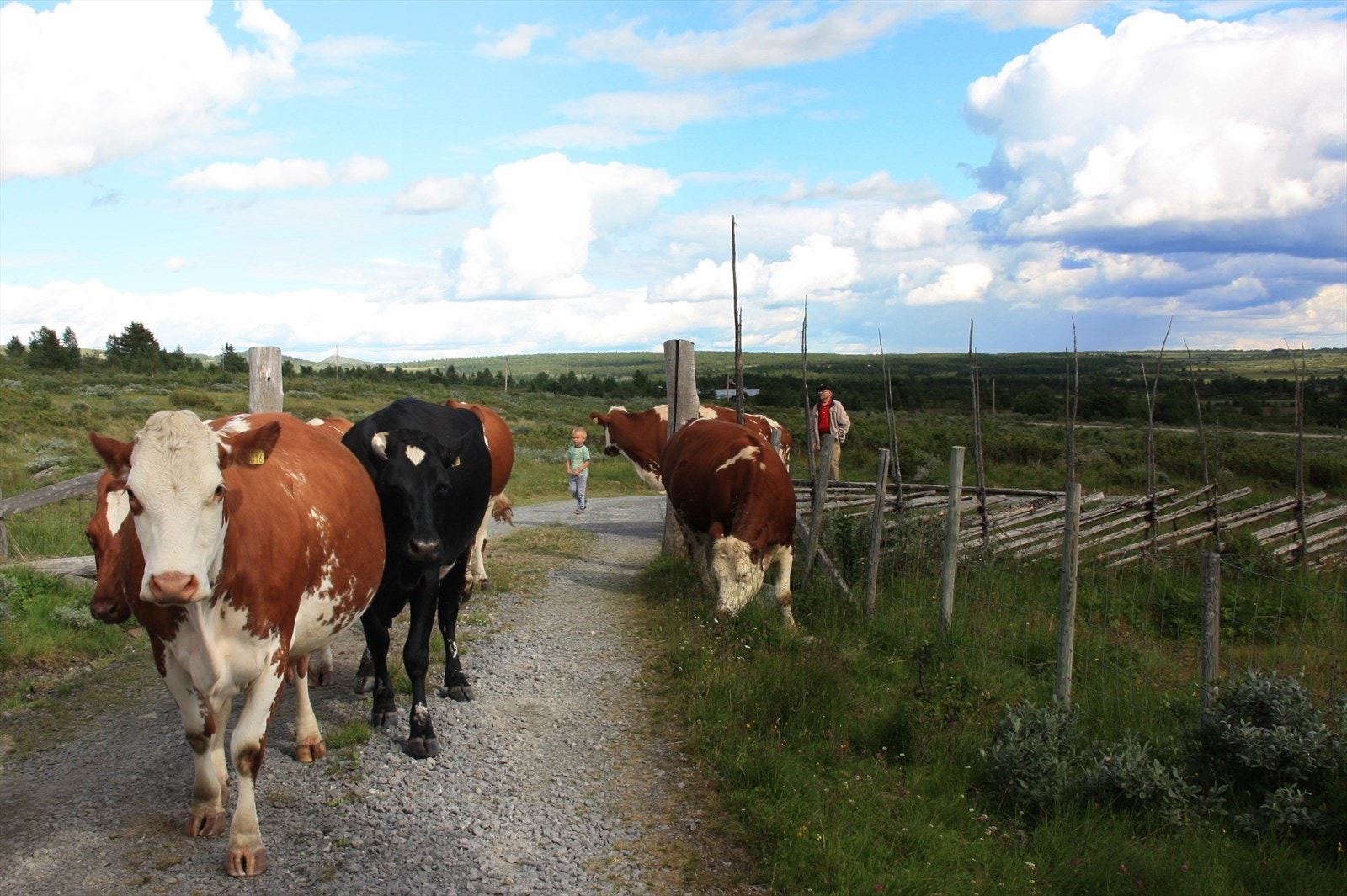 På stølsvidda er det fortsatt aktiv stølsdrift som en kan være heldig å få delta i. Galleribilde