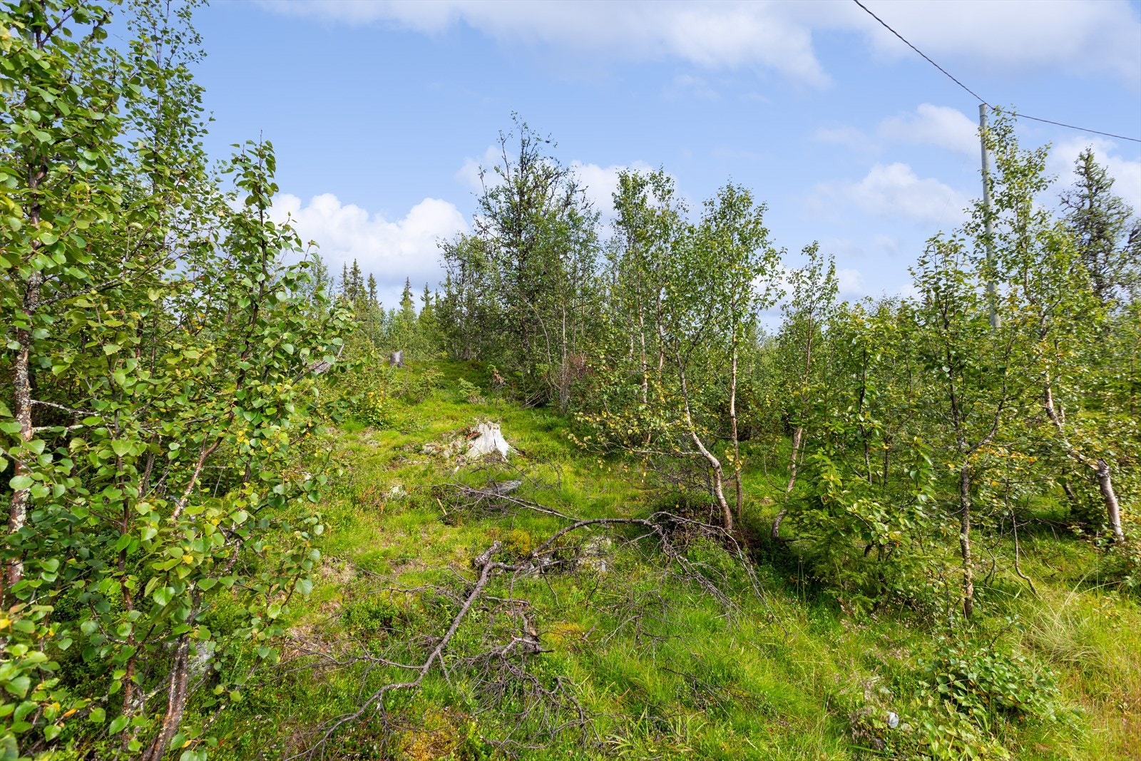 Hytta vil bli liggende oppå en kolle med tørr og god byggetomt. Galleribilde