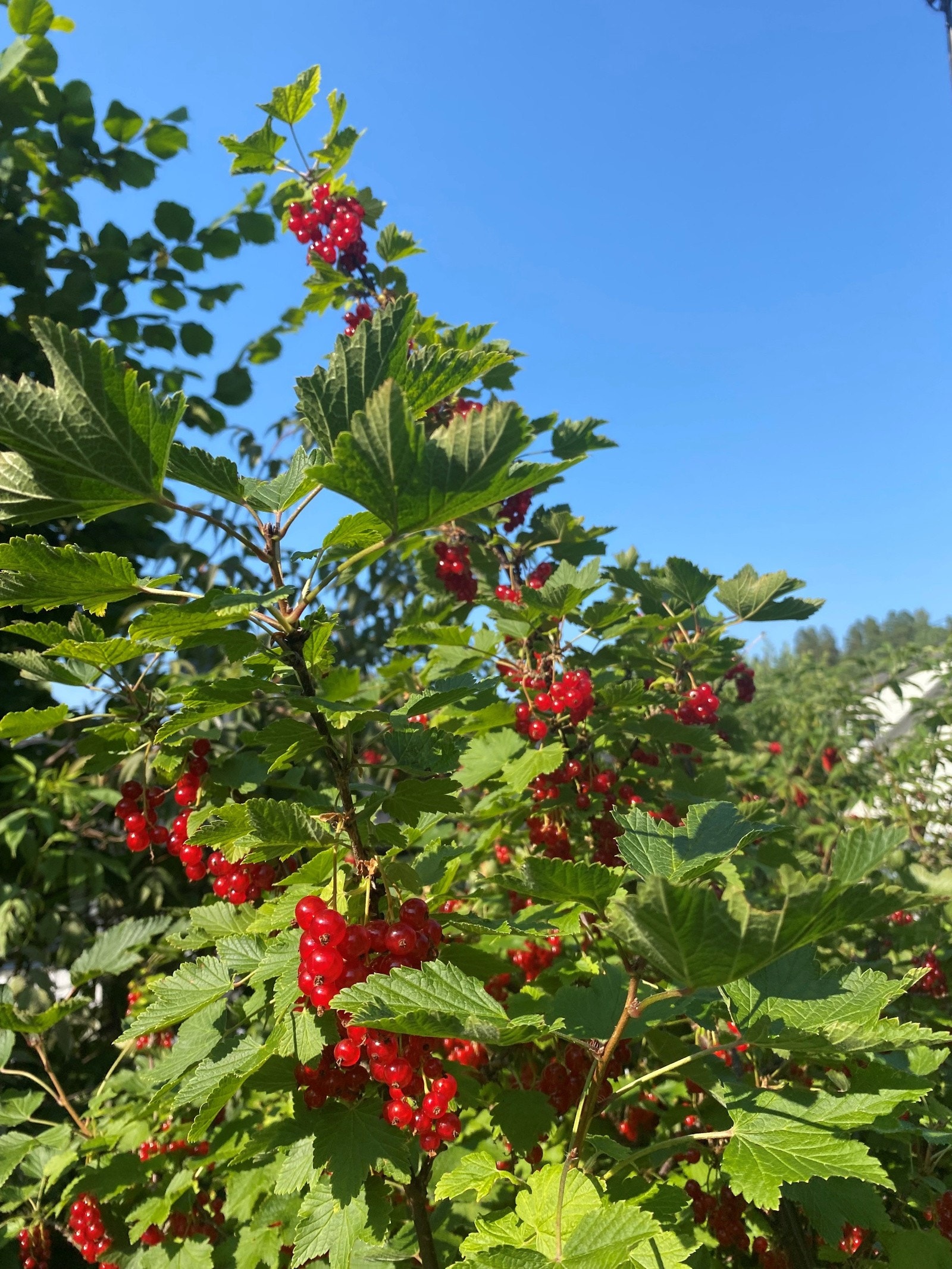 Privat bilde av hagen Galleribilde