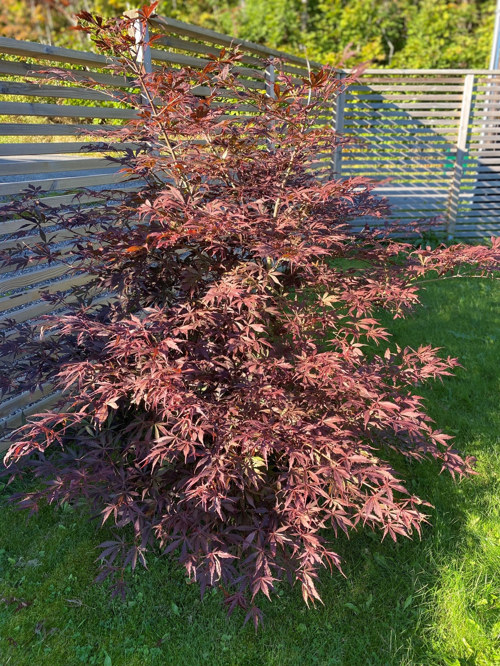 Privat bilde av hagen Galleribilde