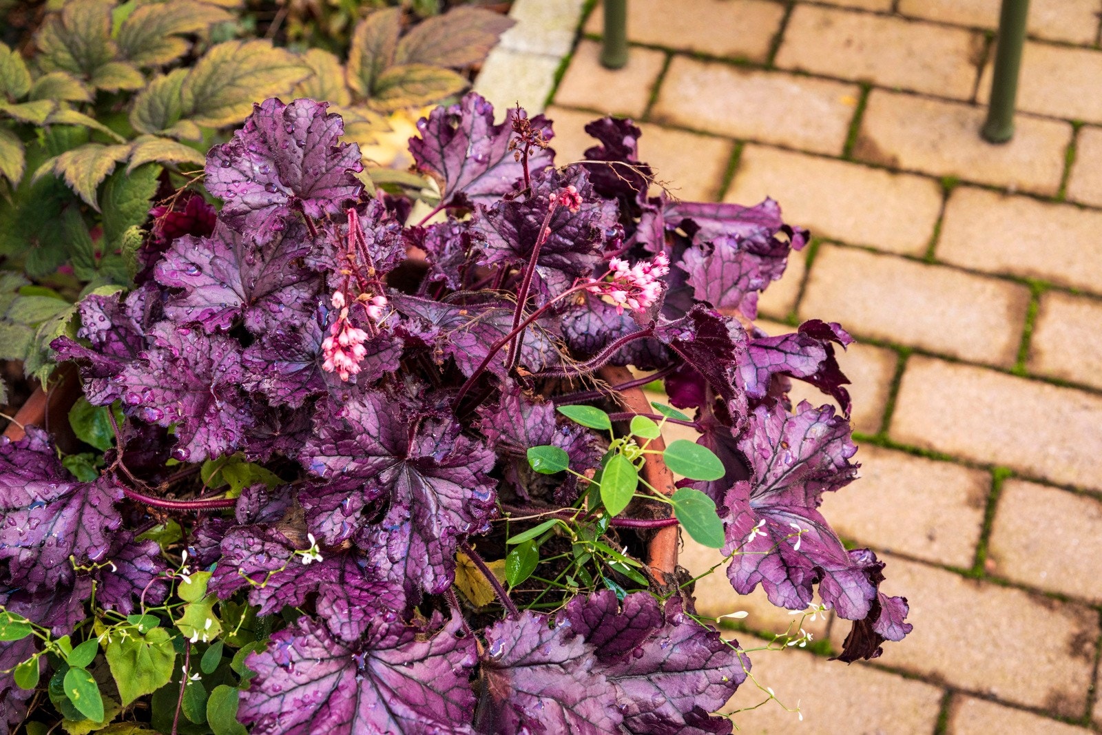 Flott beplantning. Galleribilde