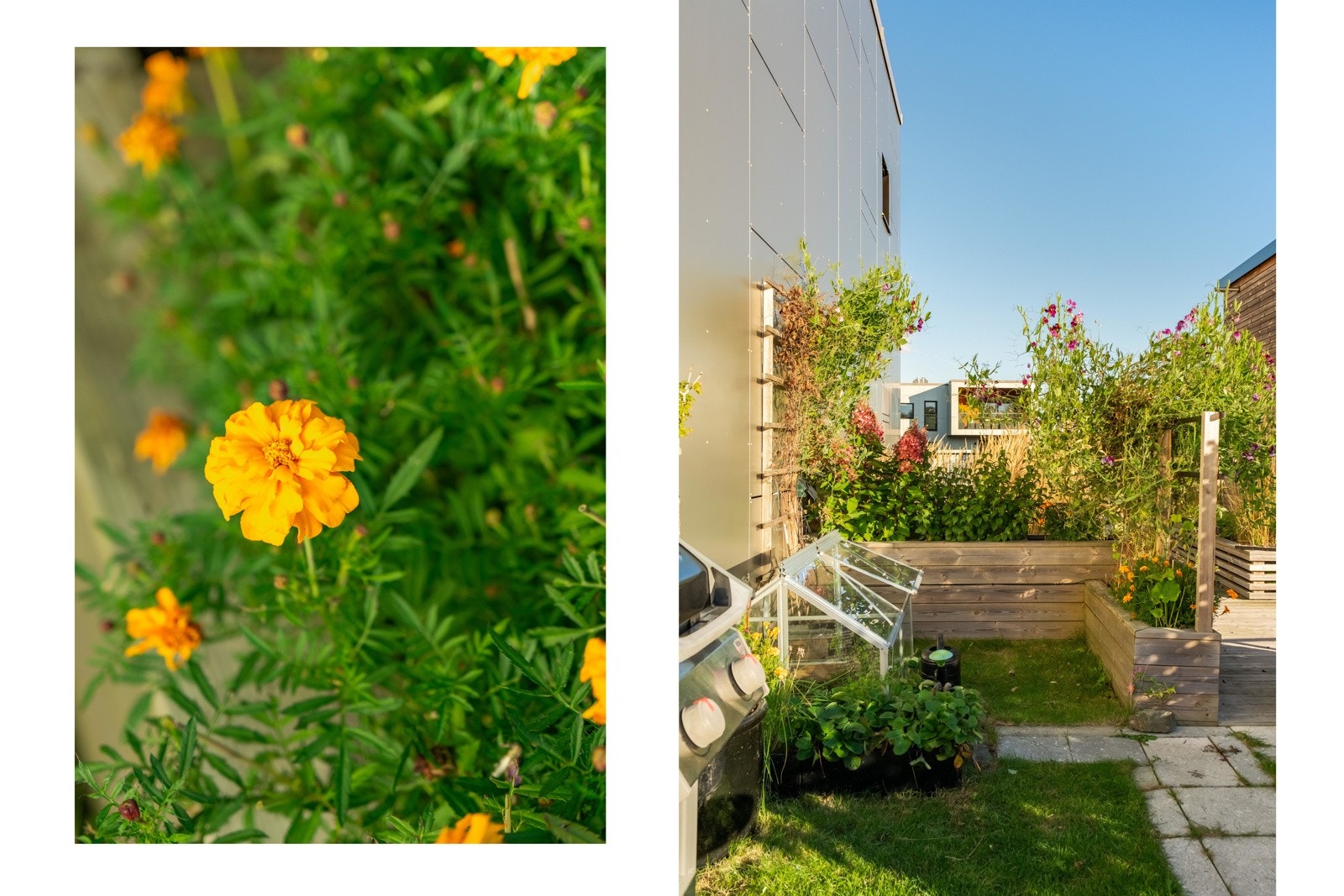 Her kan grønnsaker dyrkes og blomstene trives spesielt godt i solveggen. Galleribilde