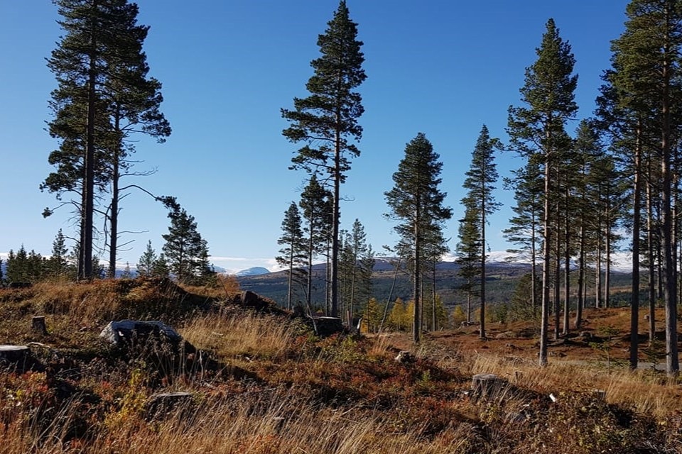 Områdebilde Galleribilde