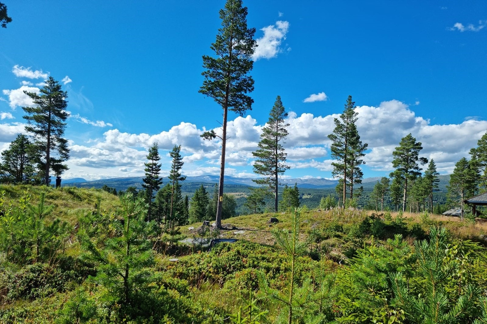 Områdebilde Galleribilde