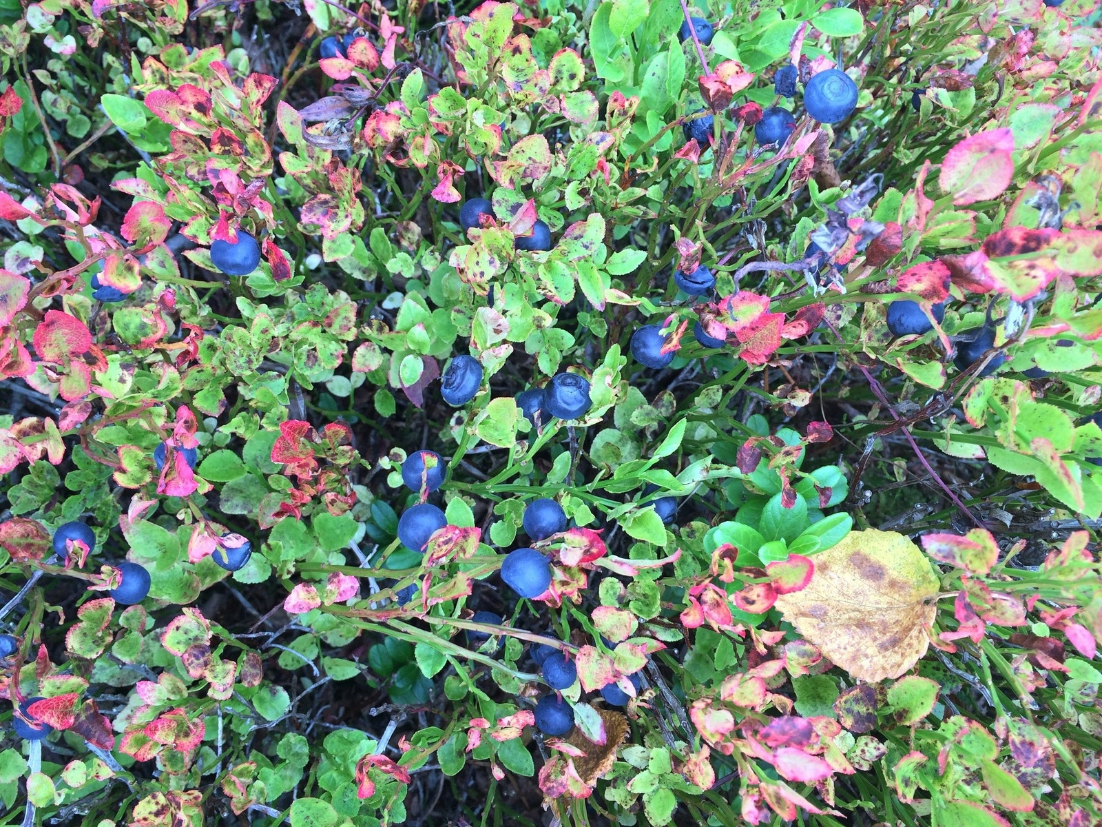 Høstskatter rett utenfor hyttedøra - blåbær, multer og naturglede Galleribilde