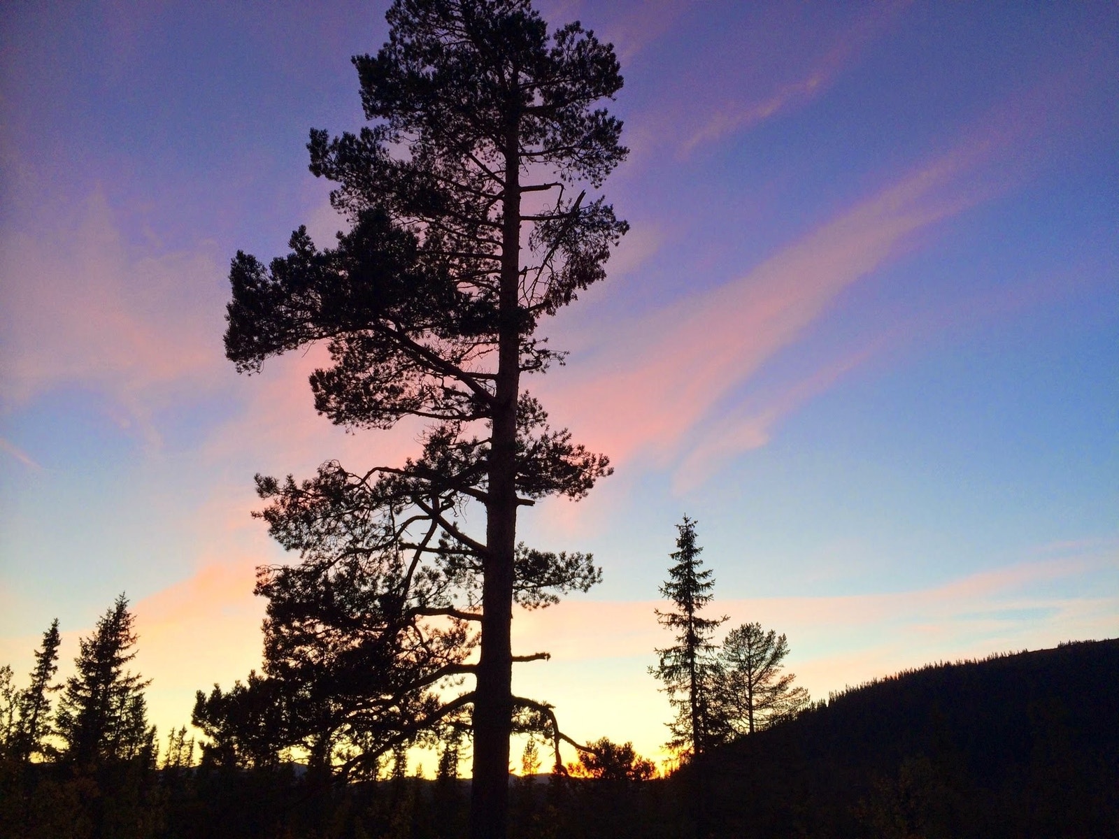 Kveldsro og farger bak tretoppene, ekte hyttestemning i alle årstider Galleribilde