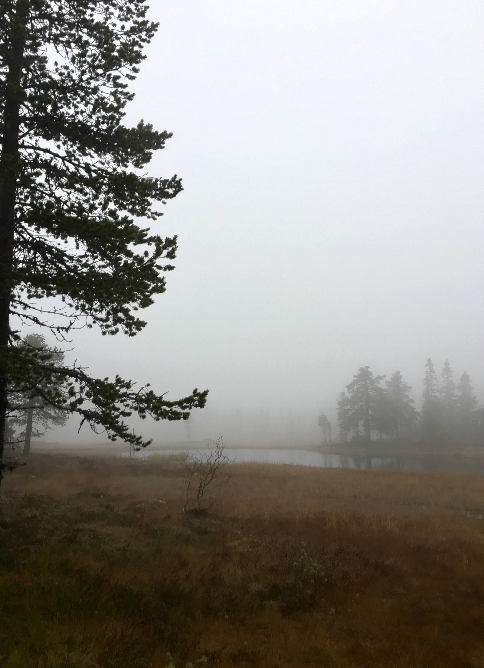 Magisk og stille, trosk stemning i fjellskogen Galleribilde
