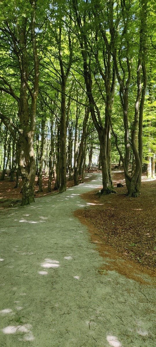 Vålands Woods Galleribilde