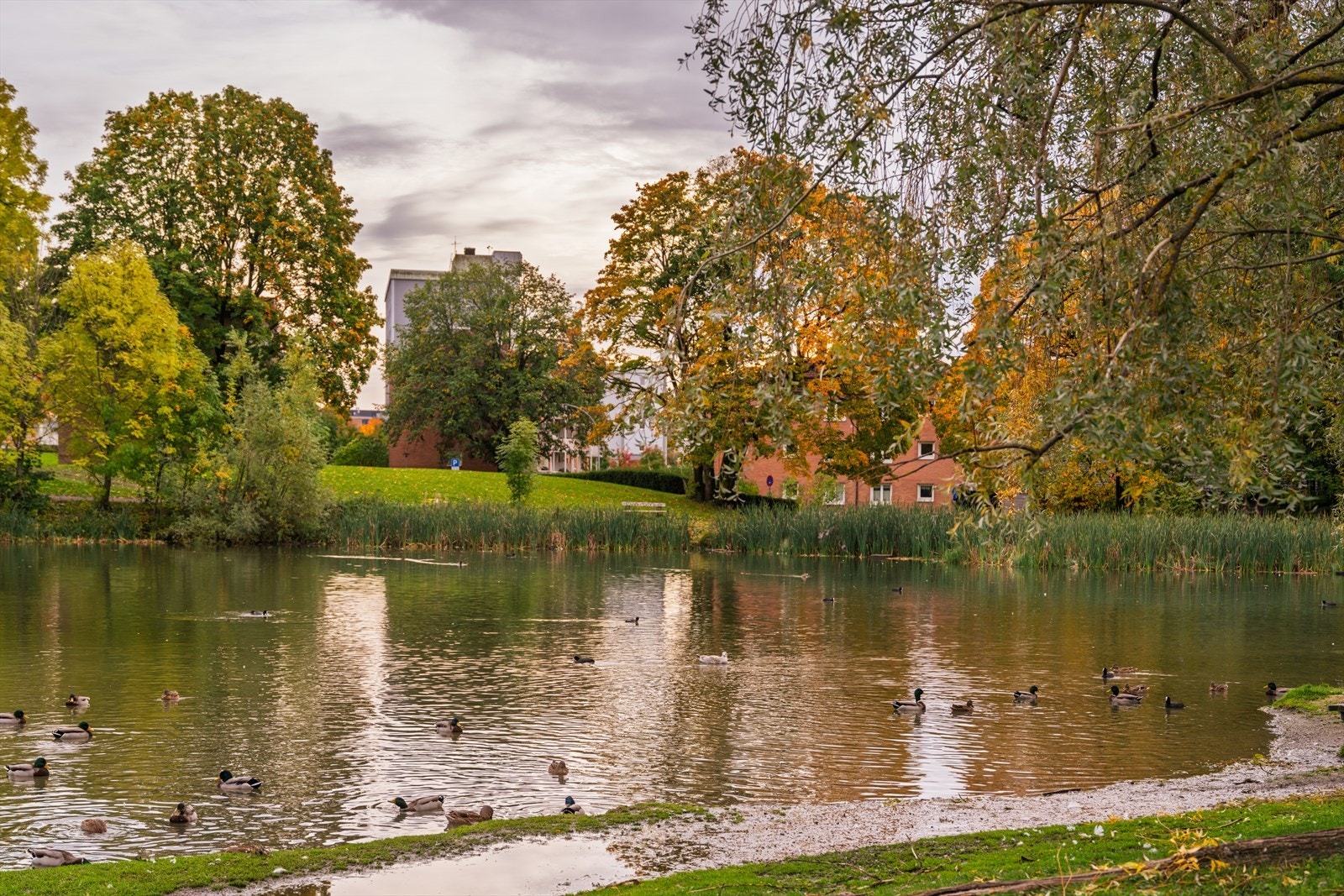 Den idylliske Hovindammen ligger en kort spasertur unna. Galleribilde