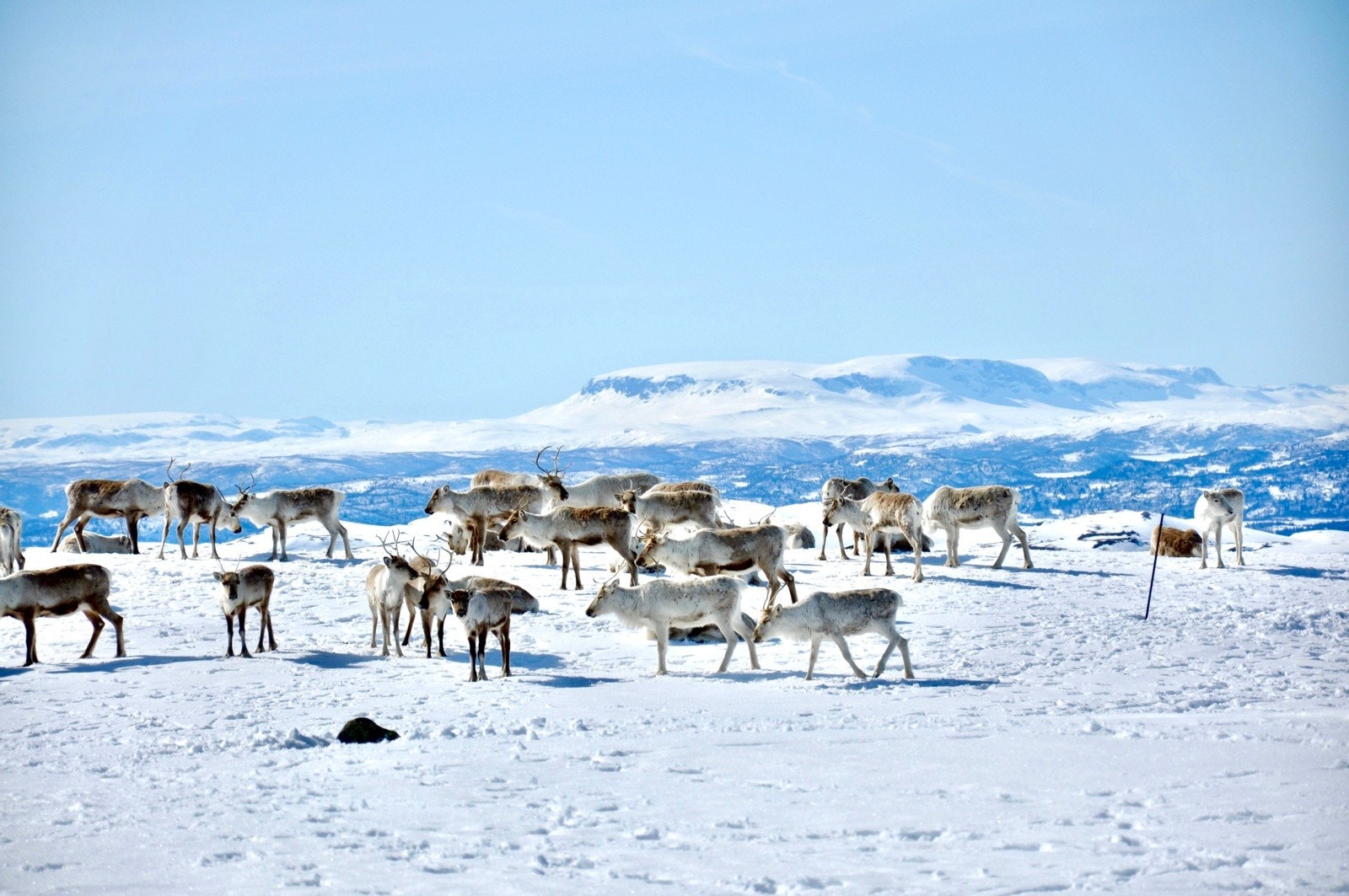 Villrein på Hallingnatten 1314 moh. med fantastisk utsikt mot Hallingskarvet Galleribilde