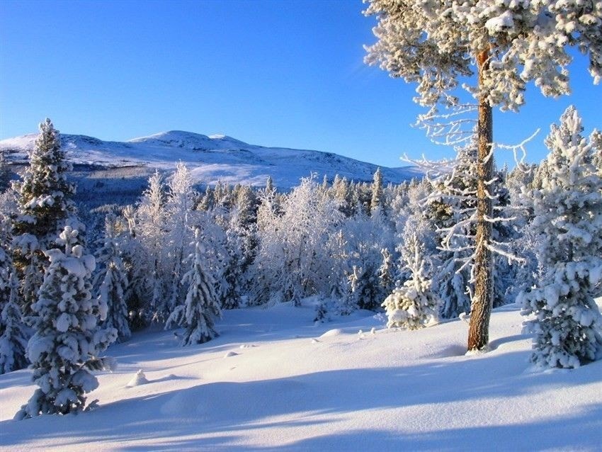 Fra Savalkletten har du flott utsyn mot Rødalshøa som kan besøkes både sommer og vinter Galleribilde