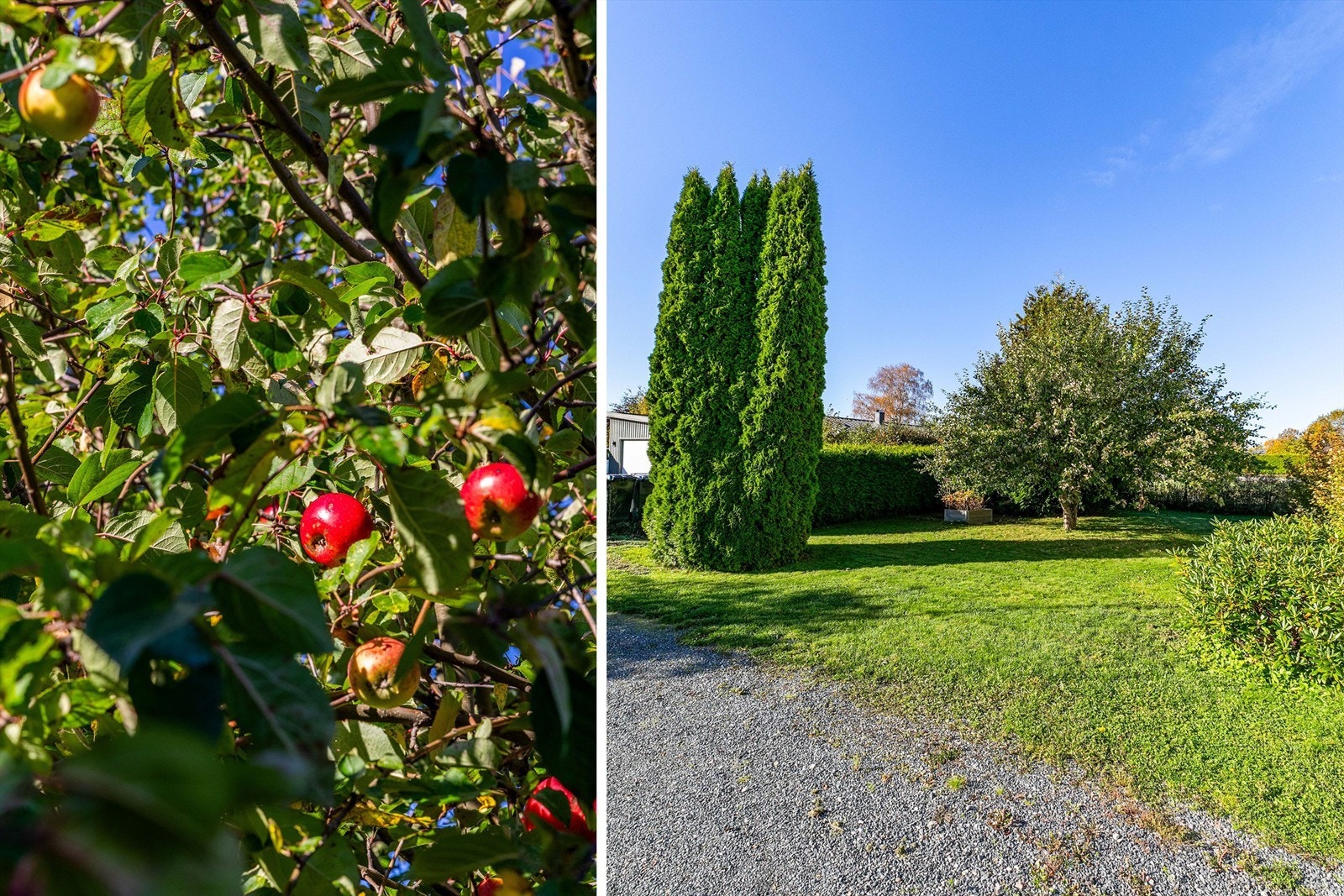 I hagen kan du plukke egne epler i sesong. Tettvoksende hekk begrenser effektivt innsyn fra omgivelsene. Galleribilde