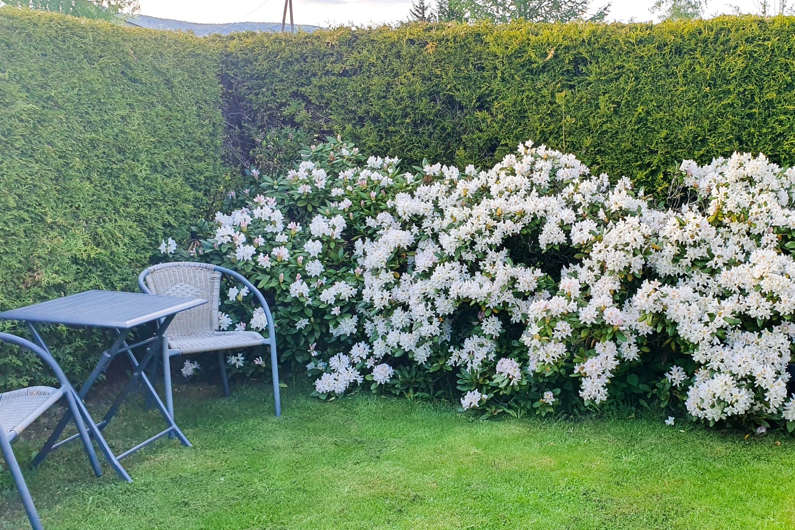 Private bilder - viser en meget frodig hage Galleribilde