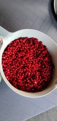 Selgers private bilder - bær fr aområdet rundt hytta. Galleribilde