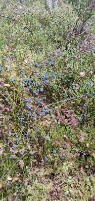 Selgers private bilder - Selger opplyser om at det er masse blåbær å hente like rundt hytta. Galleribilde