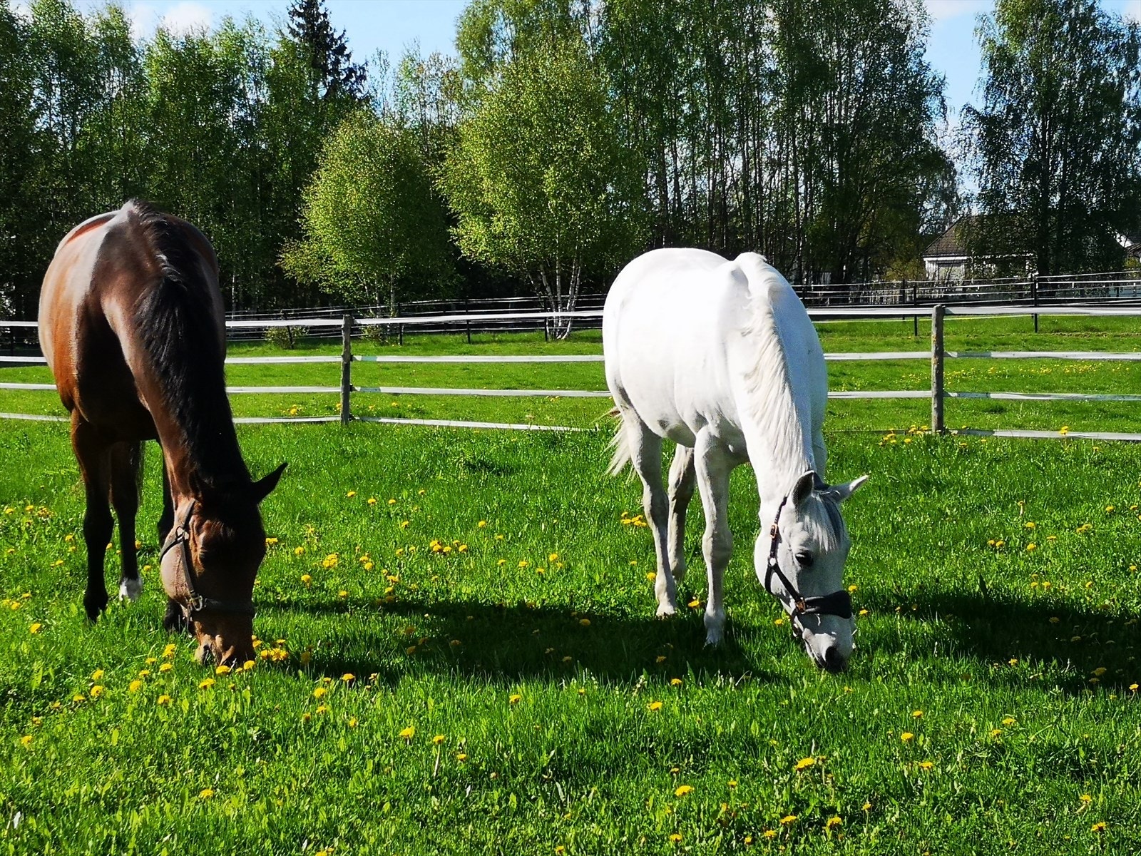 På jakt etter hesteeiendom ? Da er dette plassen for deg. Galleribilde