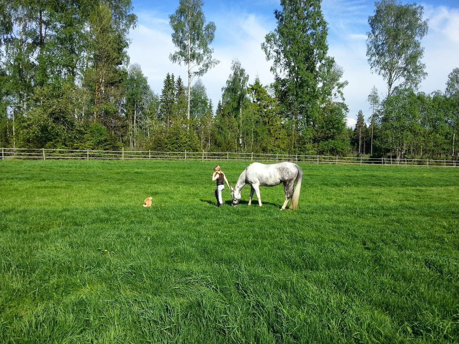 Store beiteområder. Galleribilde