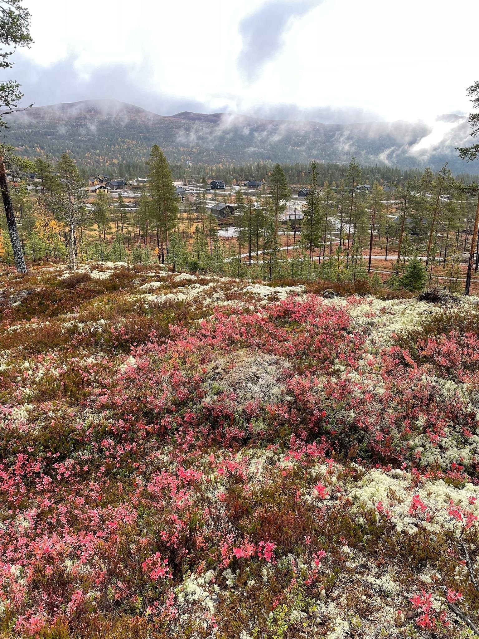 På sensommer og høst bugner det av blåbær og multer i området. Galleribilde