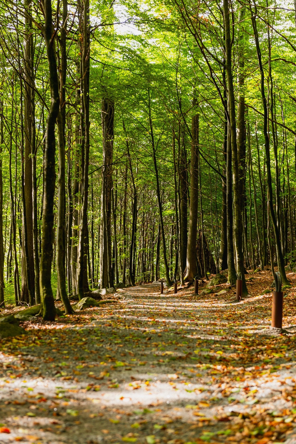 I Bøkeskogen har du flere fine tur-ruter å velge mellom Galleribilde