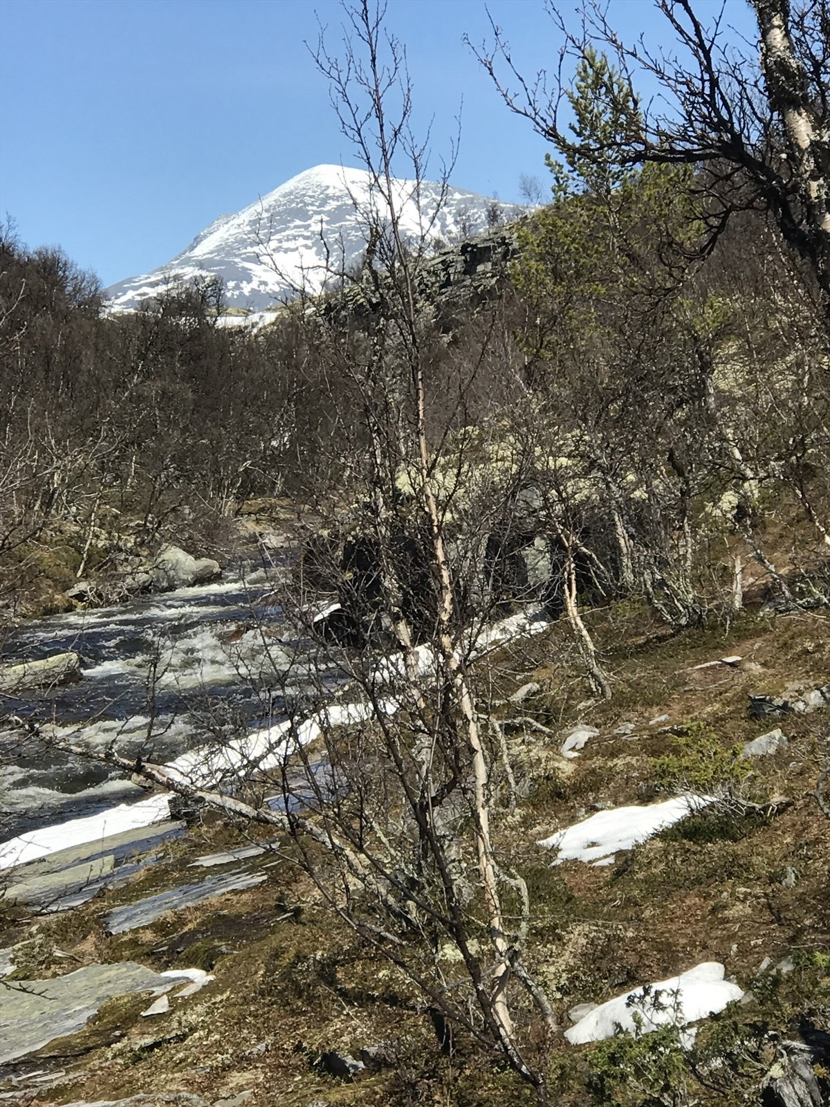 Vår i Rondane. Galleribilde