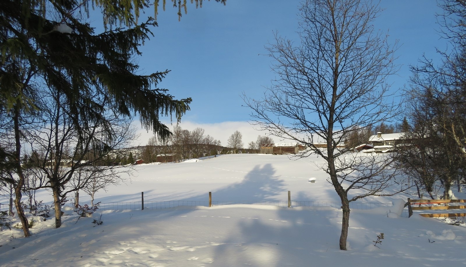 Seterkve på oversiden av hytta. Galleribilde