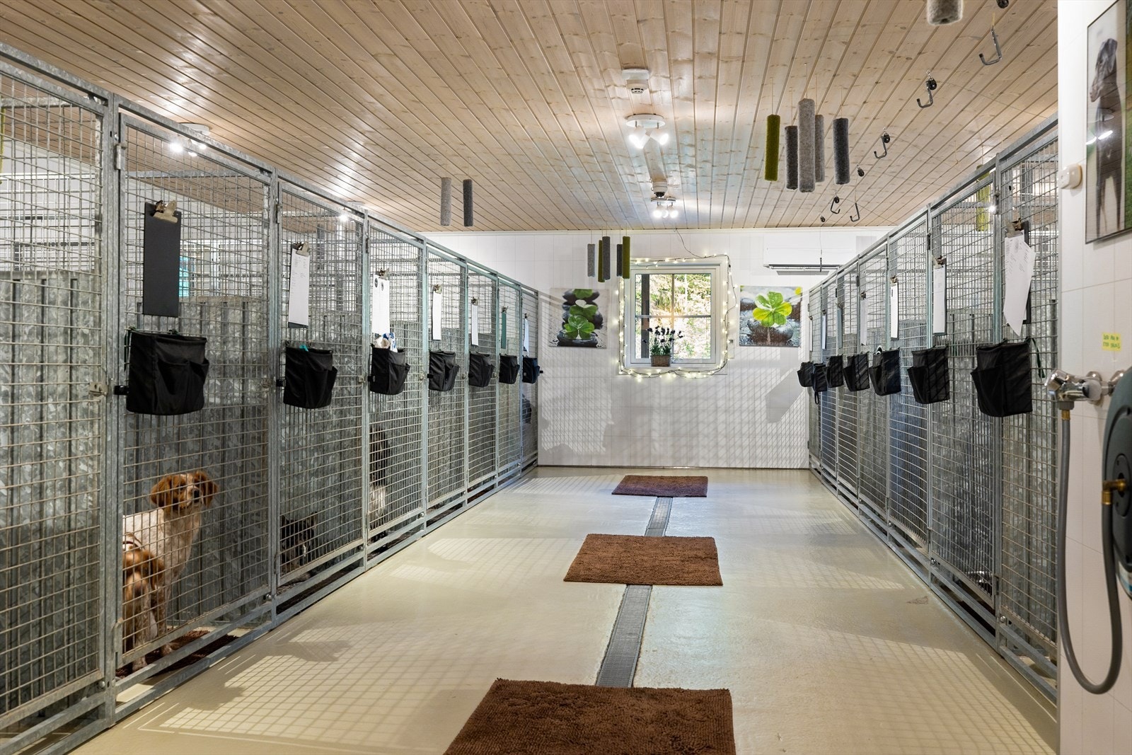 17 store rom for hund i første etasje og 10 til småhunder i andre etasje. Galleribilde