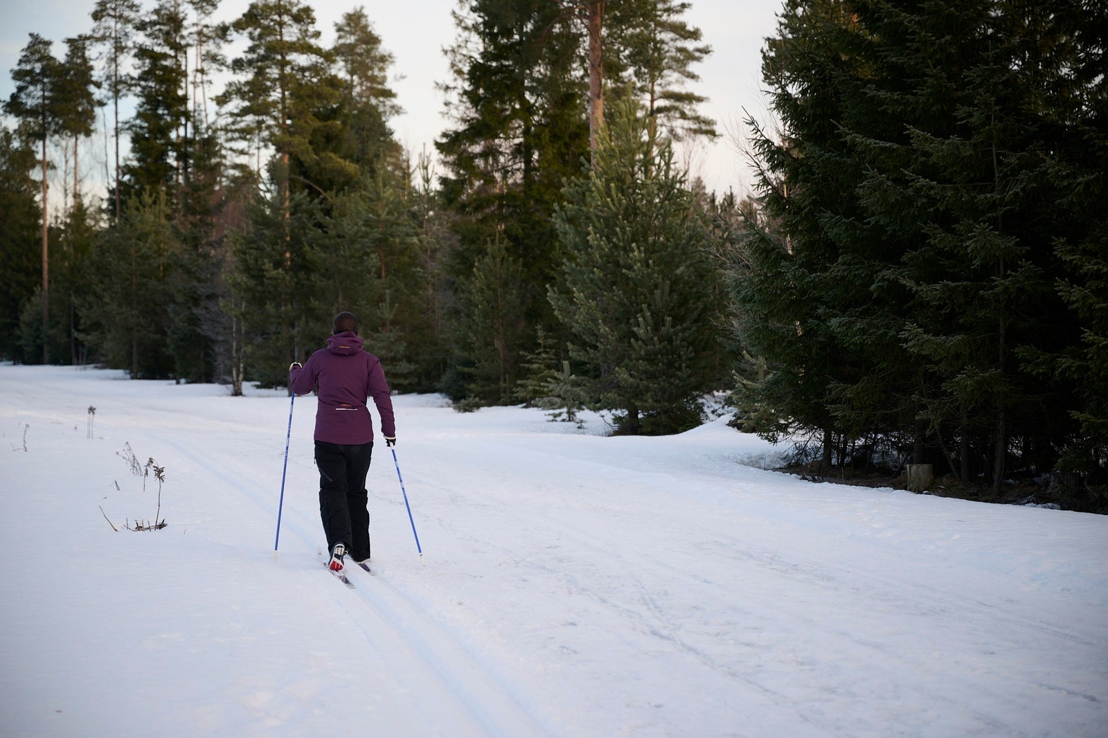 Skiløype rundt hele feltet