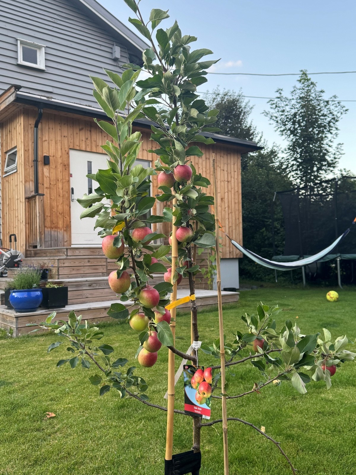 Utleiers hagebilder. Galleribilde