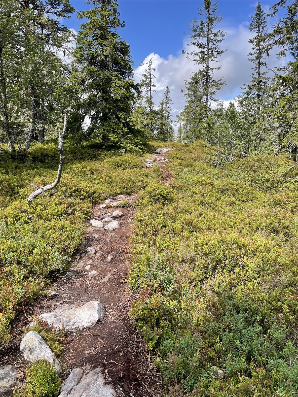 Selgers private bilde. Galleribilde