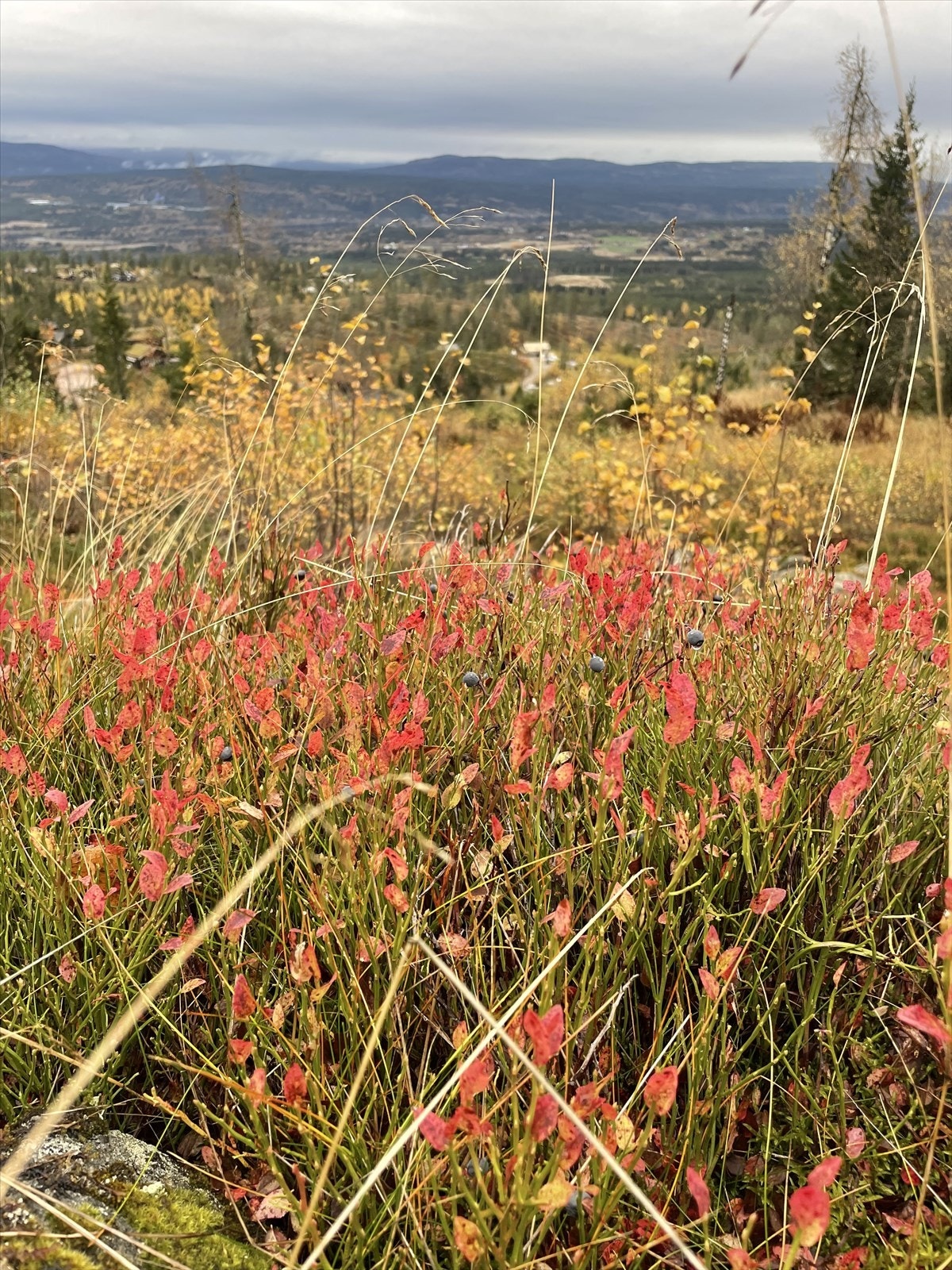 Om høsten er det virkelig flott å gå turer i fjellet, omkranset av alle høstfargene. Det er gode muligheter for bærplukking i området. Selgers private bilde. Galleribilde