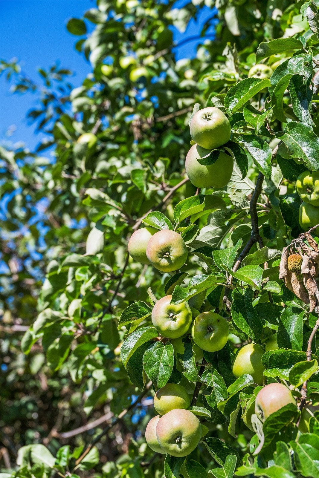 I hagen er det et stort epletre! Galleribilde